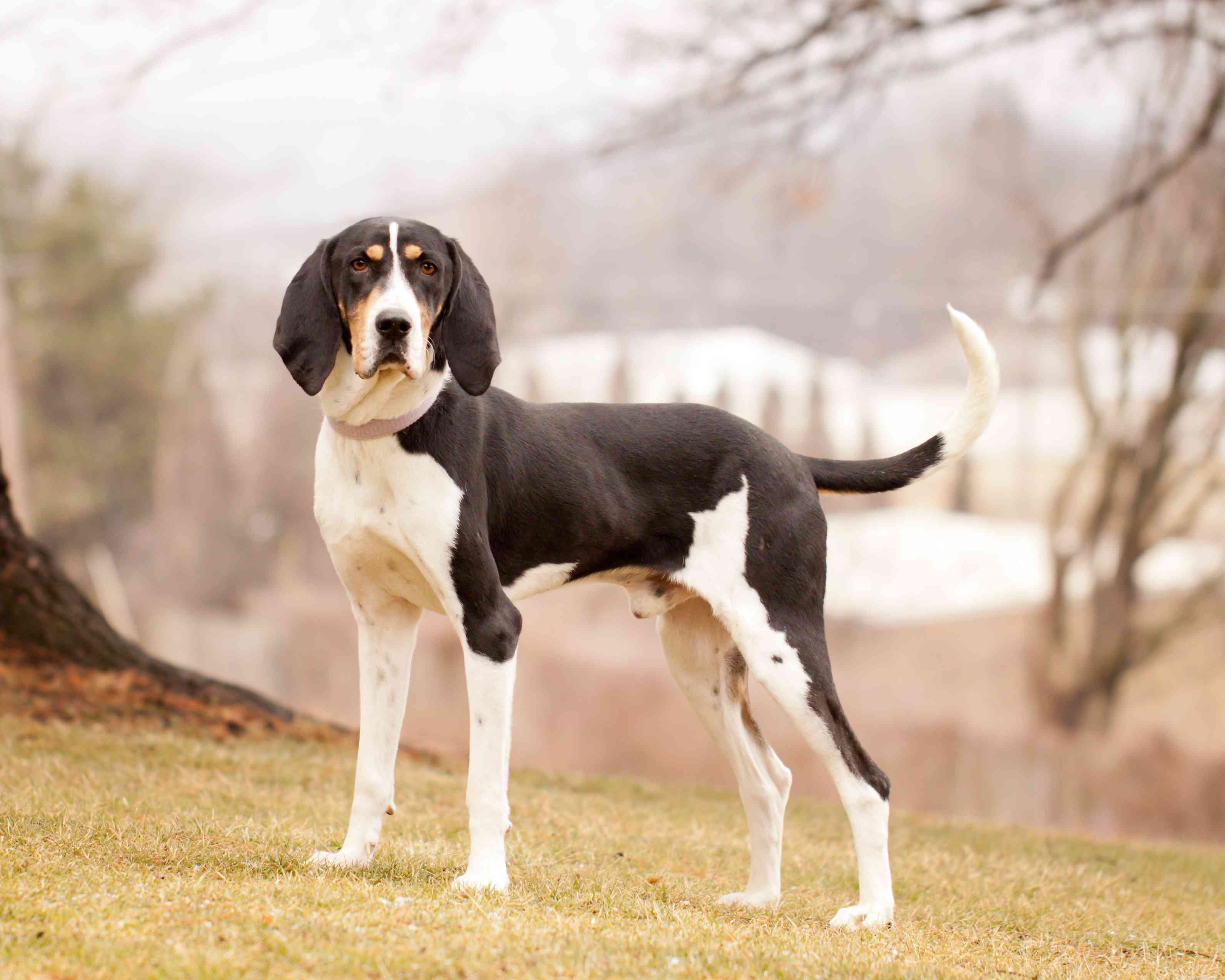 9 Long-Eared Dog Breeds: Cute, Functional, and Scent-Tracking Specialists