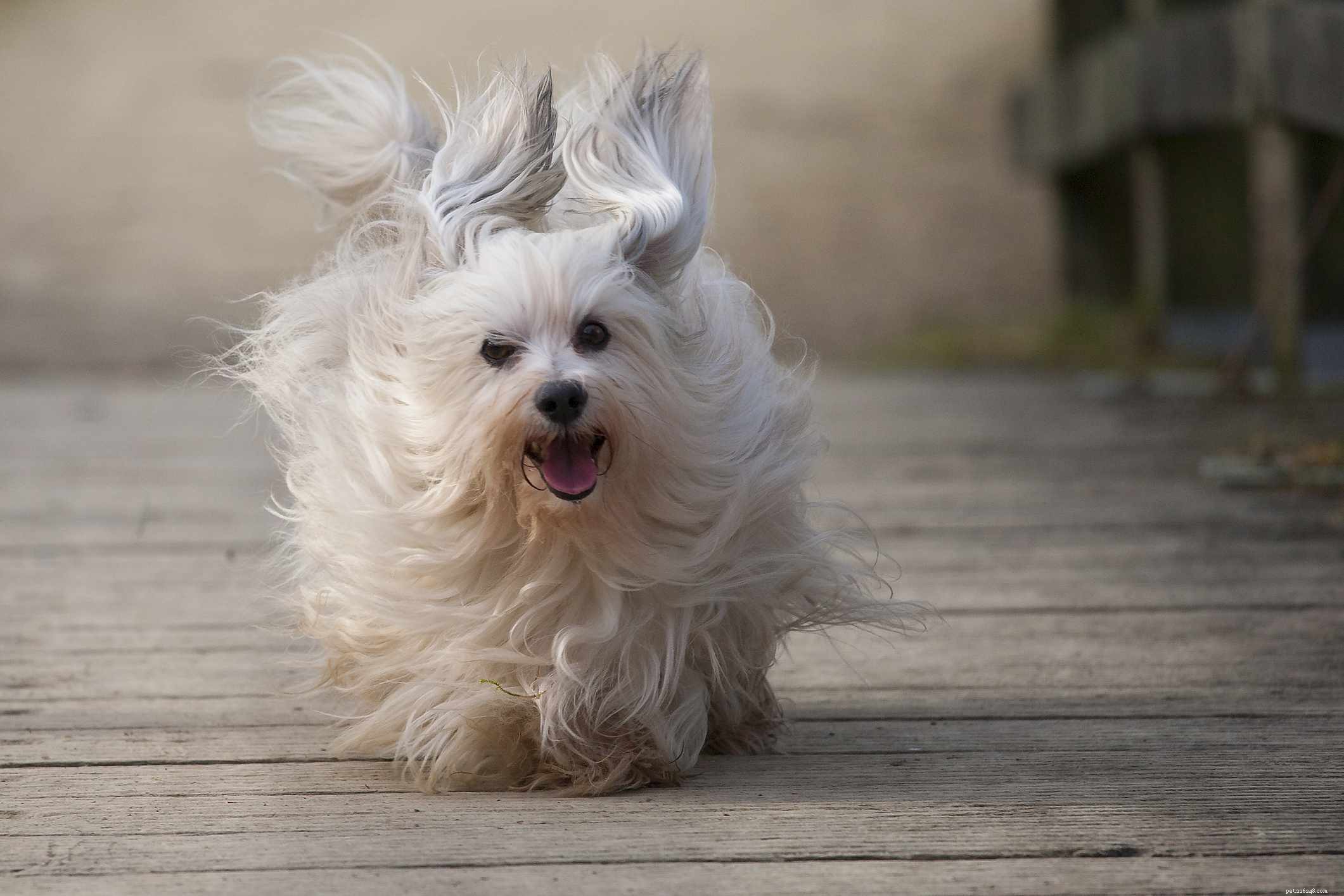 9 Long-Eared Dog Breeds: Cute, Functional, and Scent-Tracking Specialists