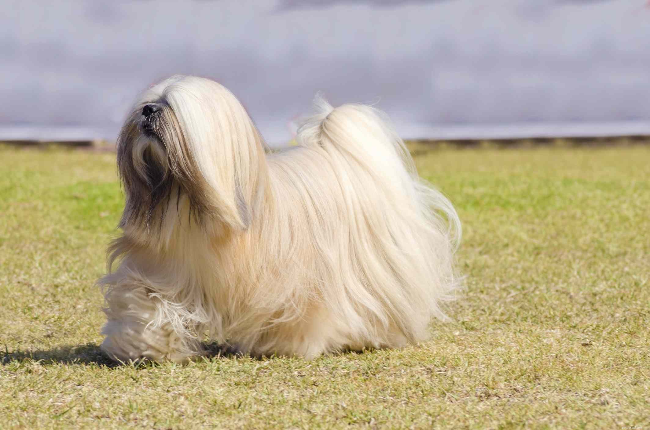 9 Long-Eared Dog Breeds: Cute, Functional, and Scent-Tracking Specialists