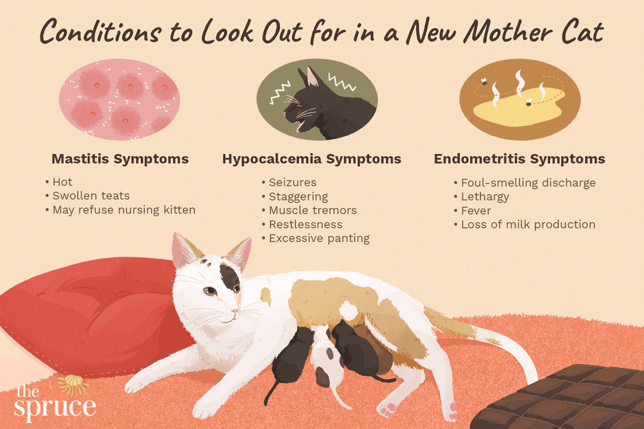 Essential Postnatal Care for Mother Cats and Their Newborn Kittens