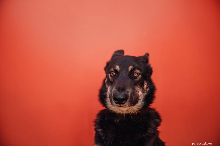 Understanding Why Dogs Pull Their Ears Back