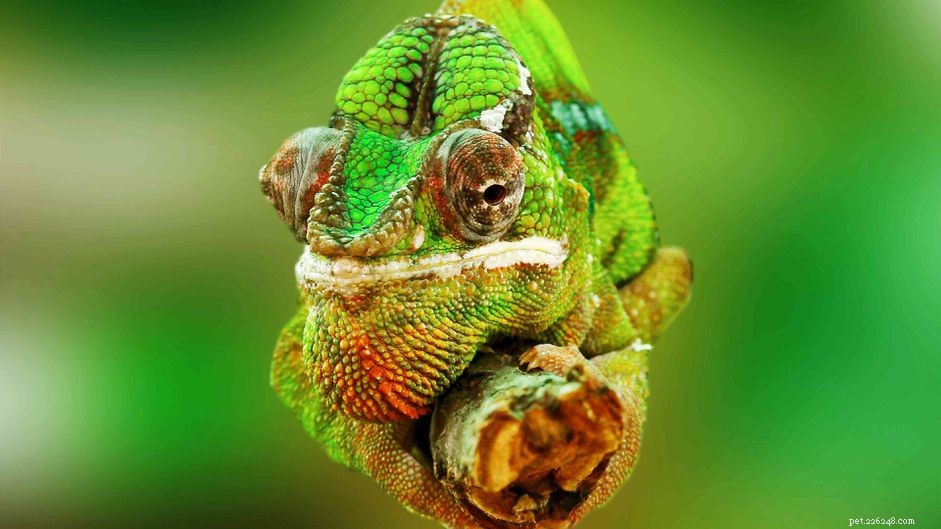 5 Clear Indicators Your Chameleon Is Unwell – Quick Tips for Owners