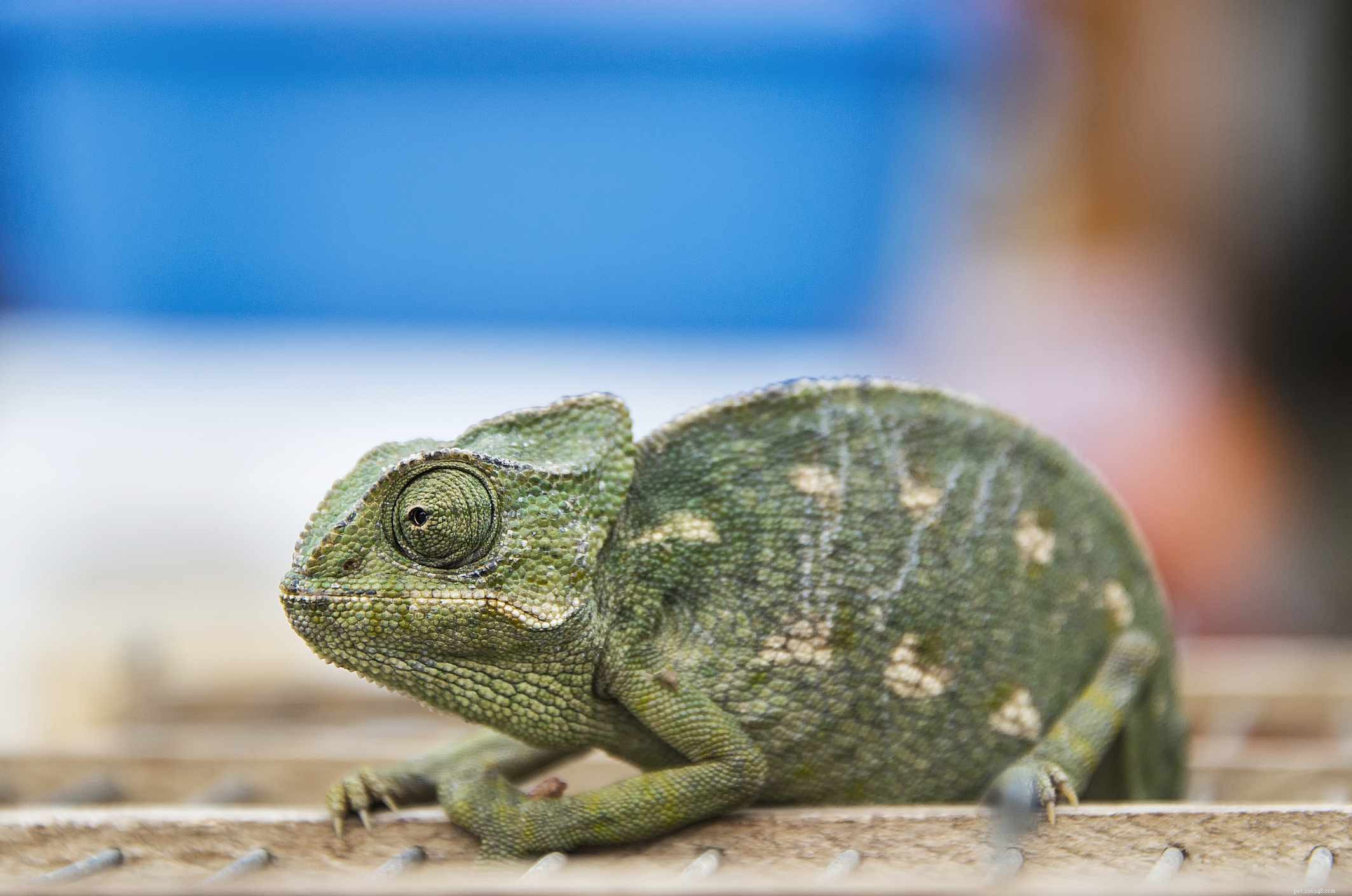 5 Clear Indicators Your Chameleon Is Unwell – Quick Tips for Owners