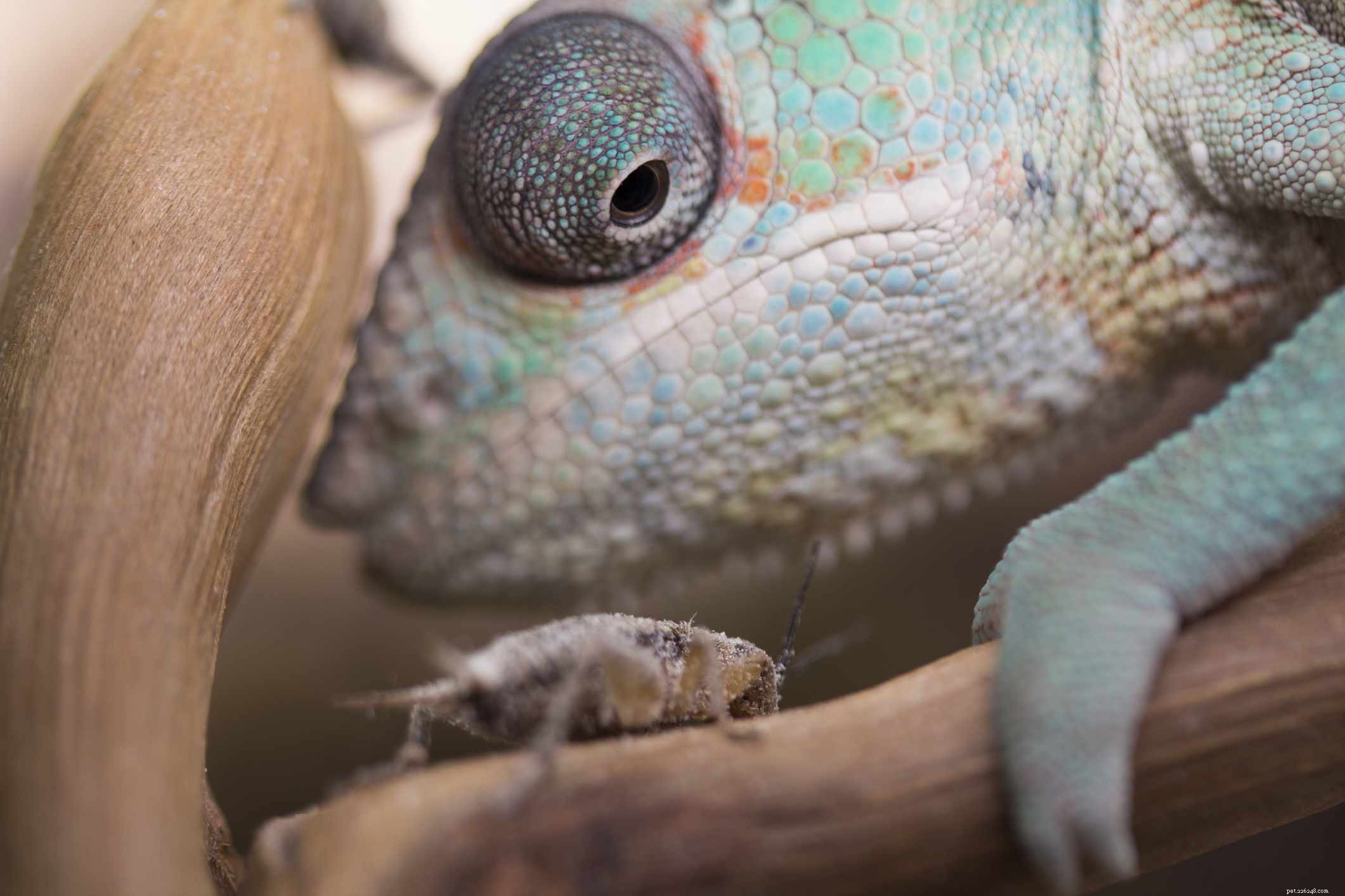 5 Clear Indicators Your Chameleon Is Unwell – Quick Tips for Owners
