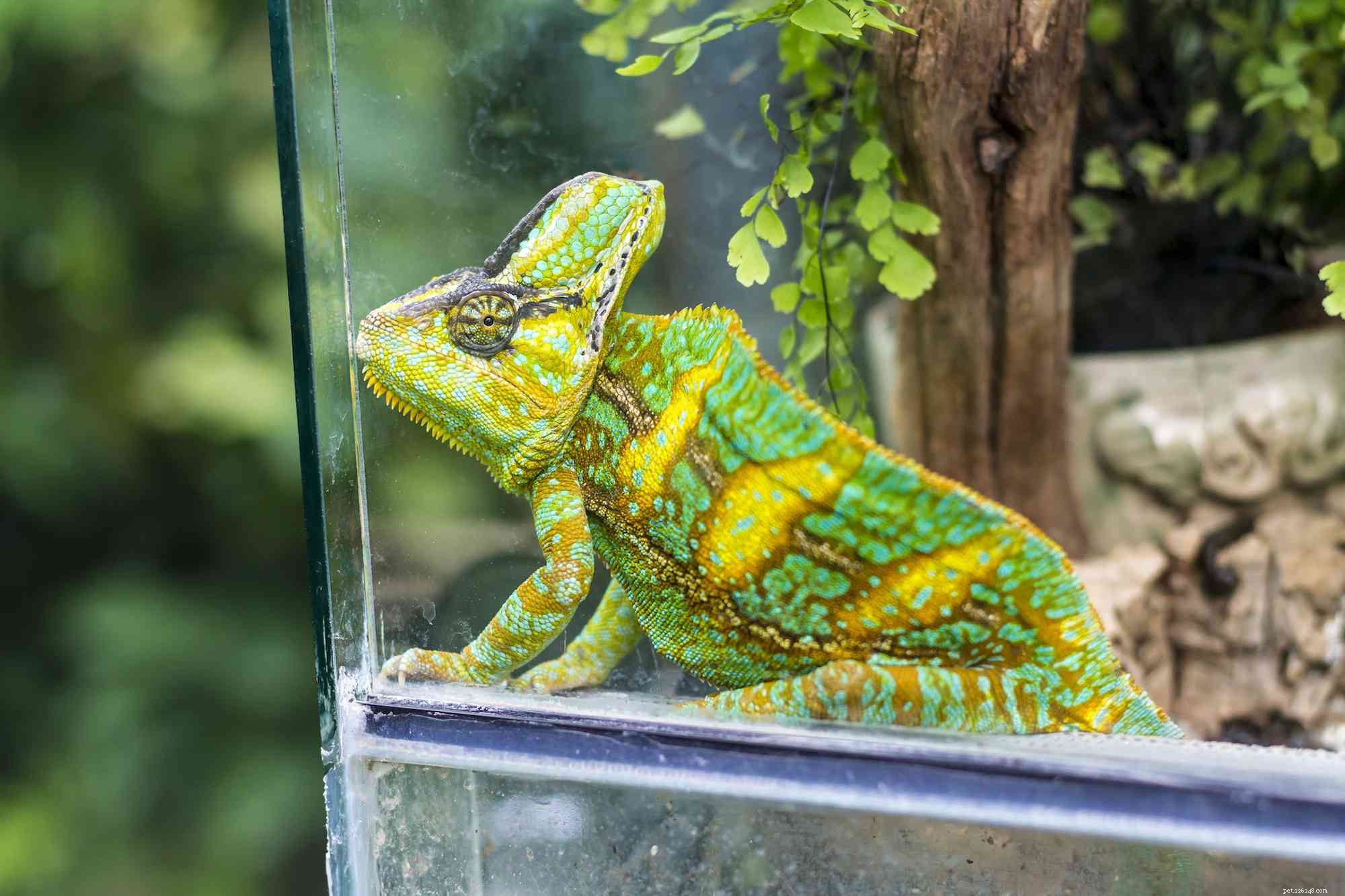5 Clear Indicators Your Chameleon Is Unwell – Quick Tips for Owners