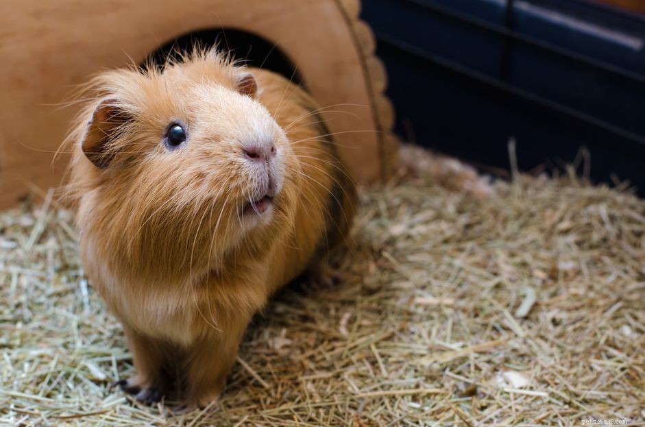 Understanding and Managing Diarrhea in Guinea Pigs: Causes, Symptoms, and Safe Treatments