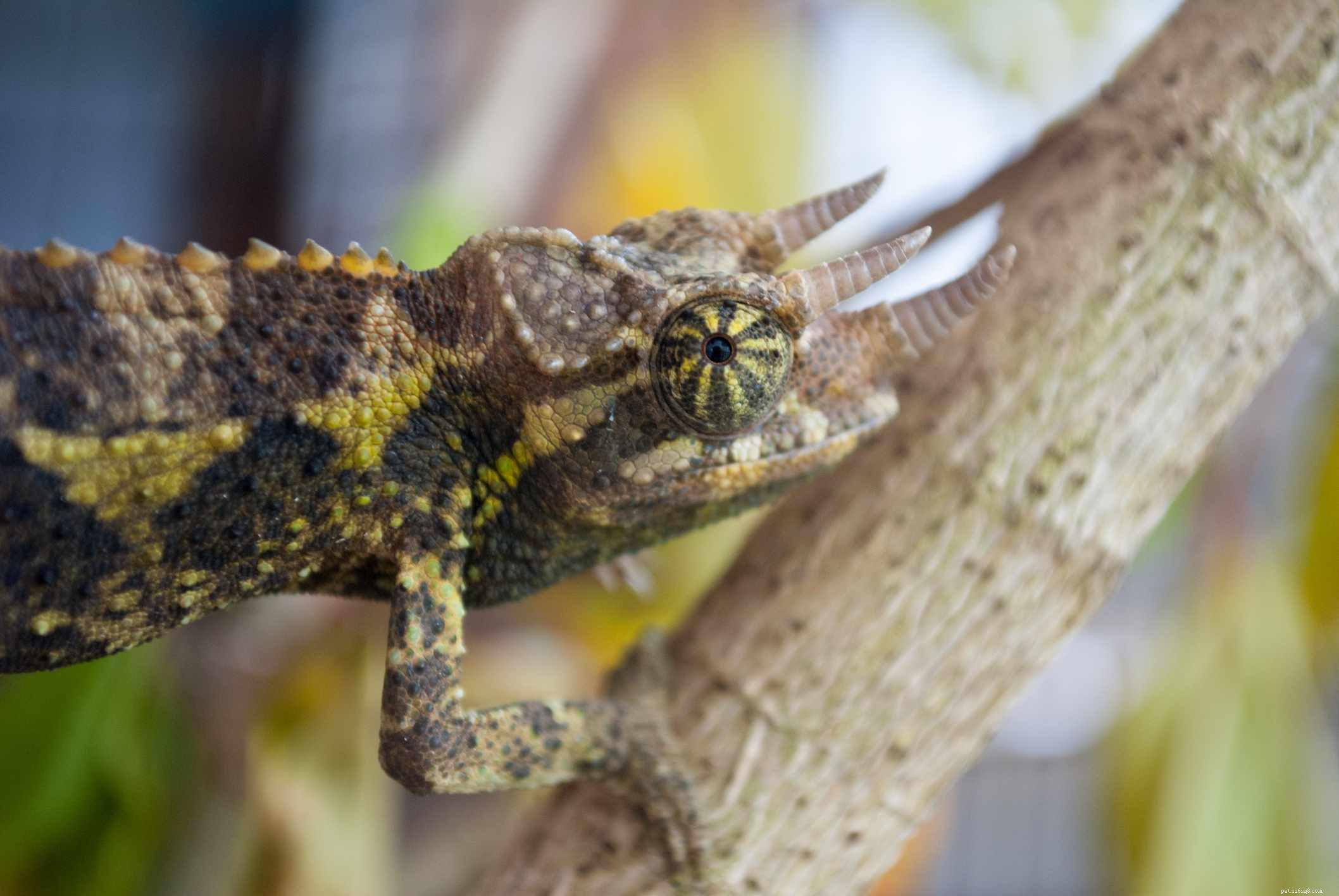 5 Clear Indicators Your Chameleon Is Unwell – Quick Tips for Owners