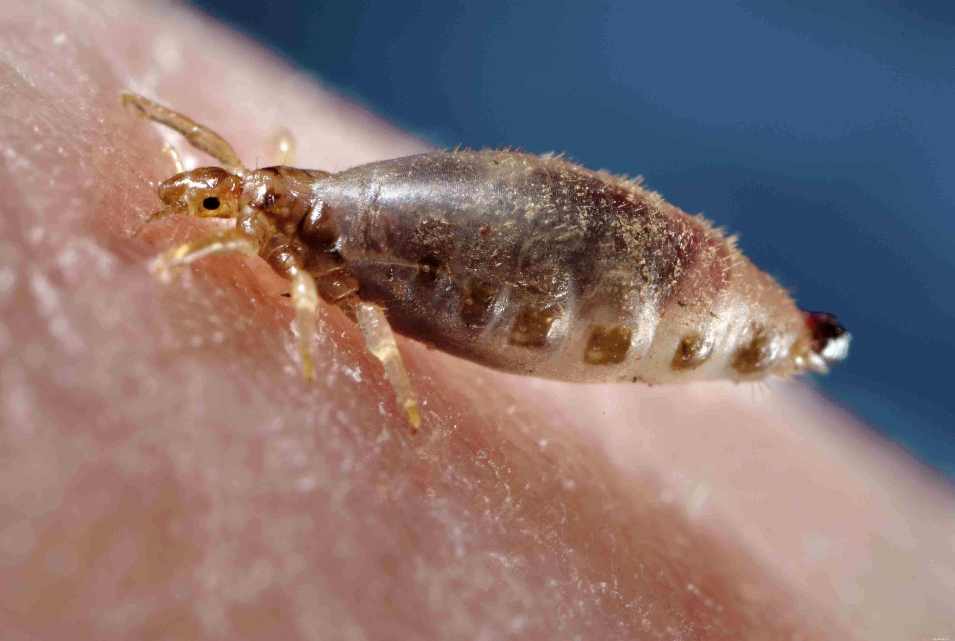 Do Kids and Pets Share Head Lice? Understanding Transmission and Prevention