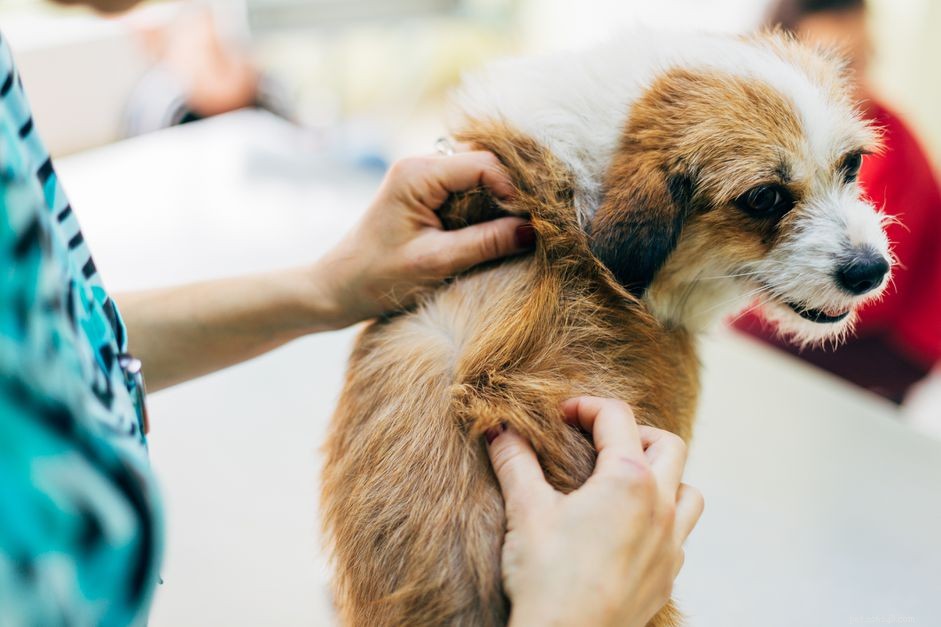 Do Kids and Pets Share Head Lice? Understanding Transmission and Prevention