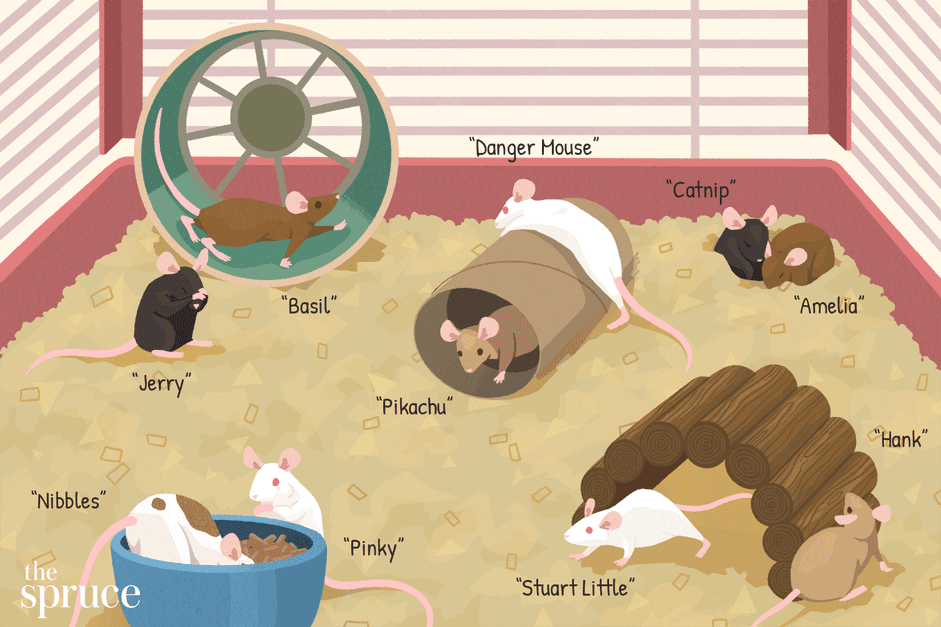 100 Charming Names for Your Pet Mouse: Ideas, Tips & Inspiration