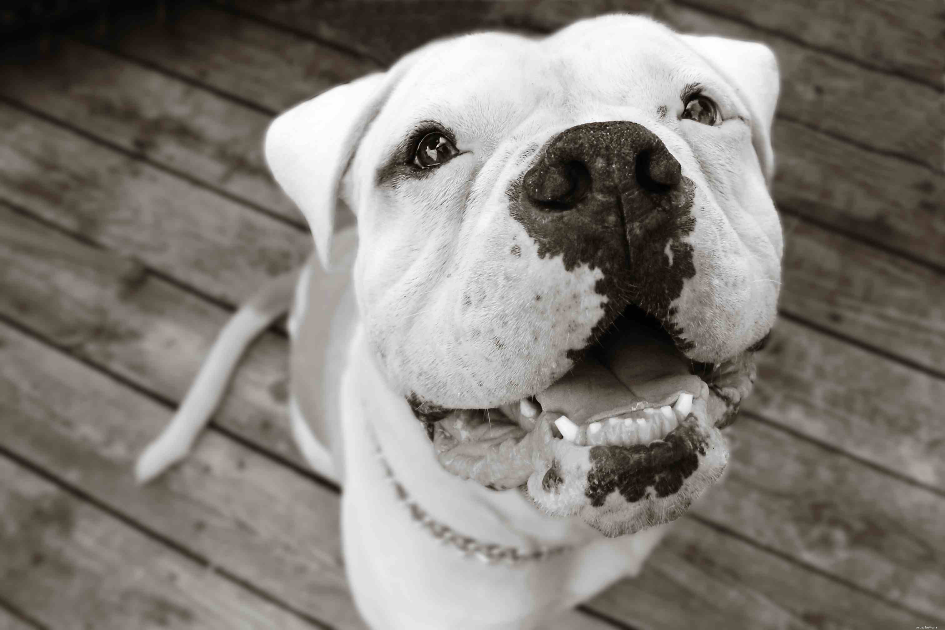 Top 9 Animal Charities You Can Trust to Make a Difference