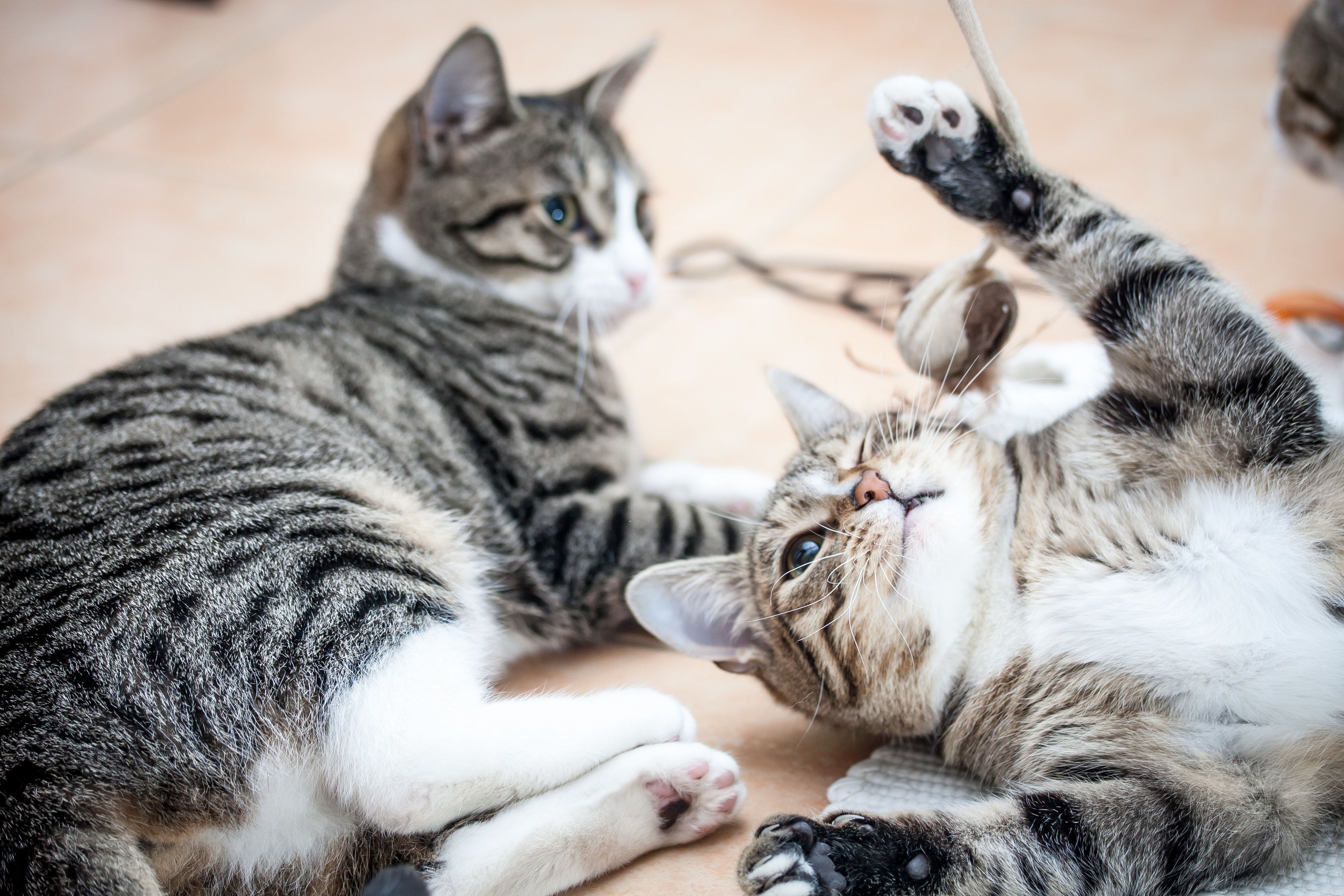 Top 9 Animal Charities You Can Trust to Make a Difference