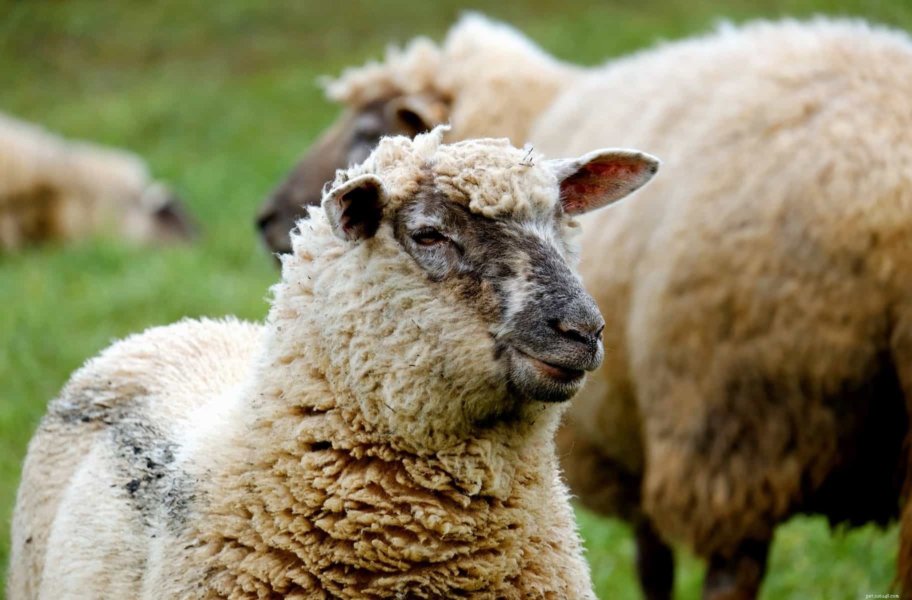 Top 9 Animal Charities You Can Trust to Make a Difference