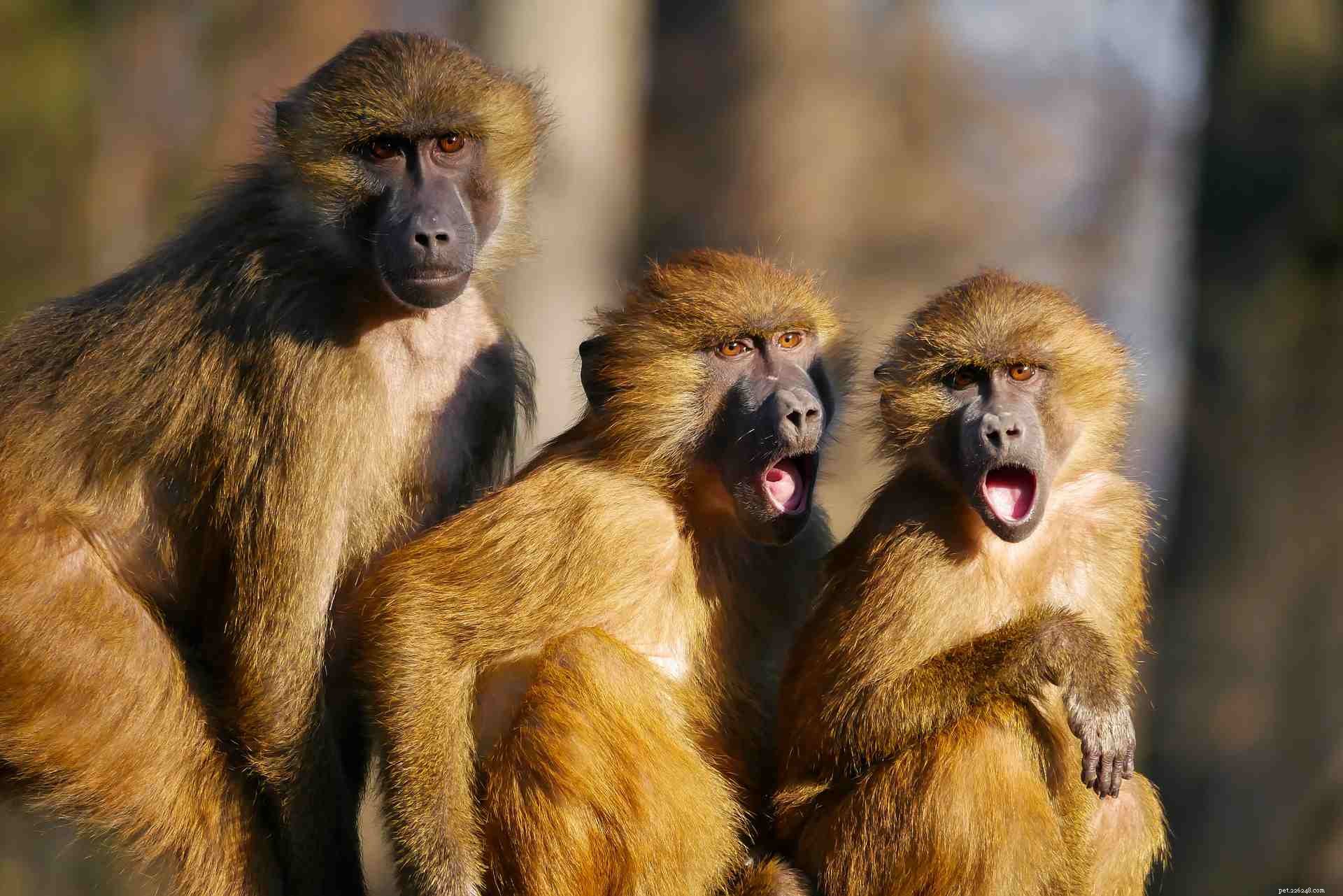 Top 9 Animal Charities You Can Trust to Make a Difference