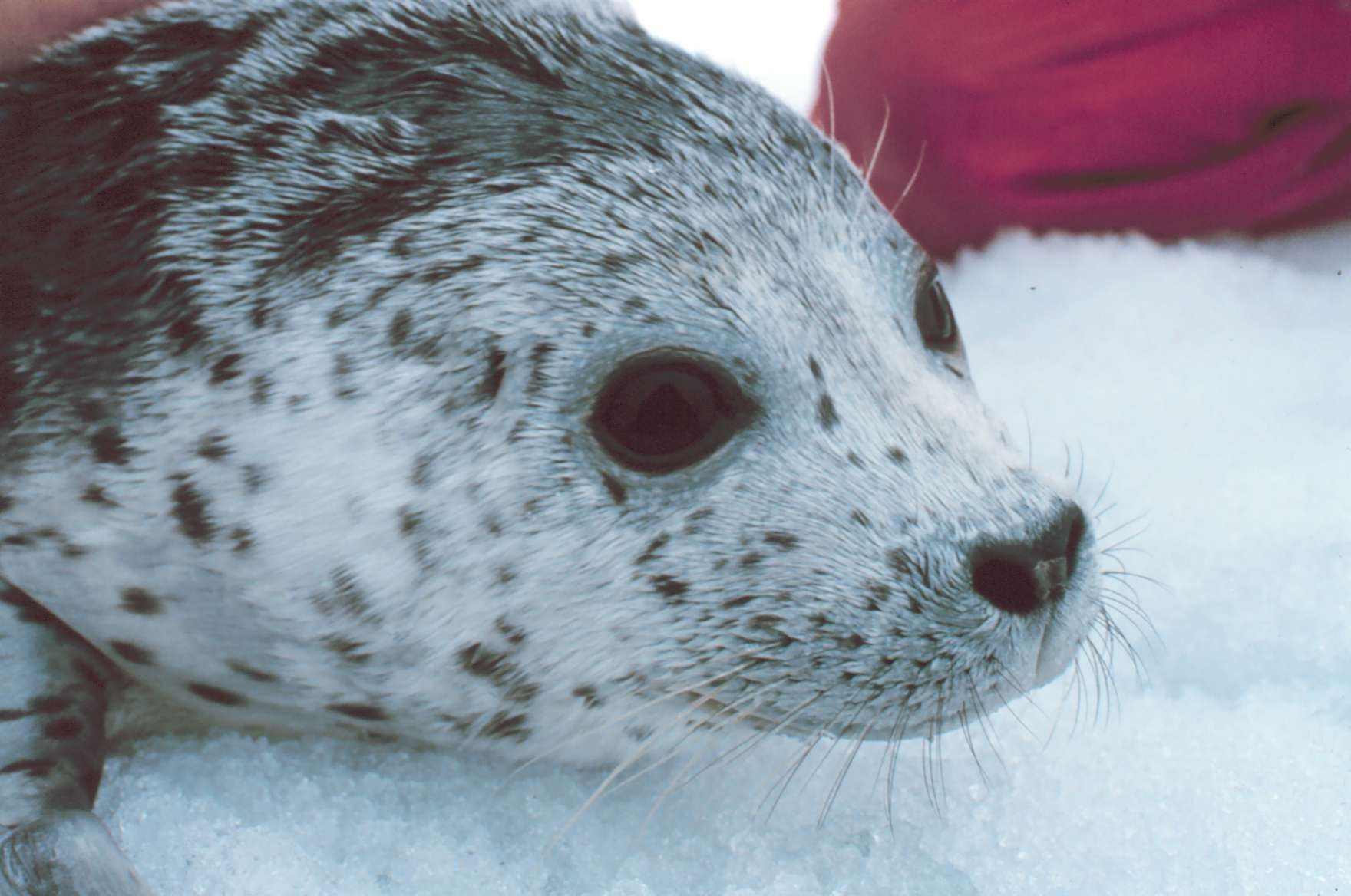 Top 9 Animal Charities You Can Trust to Make a Difference