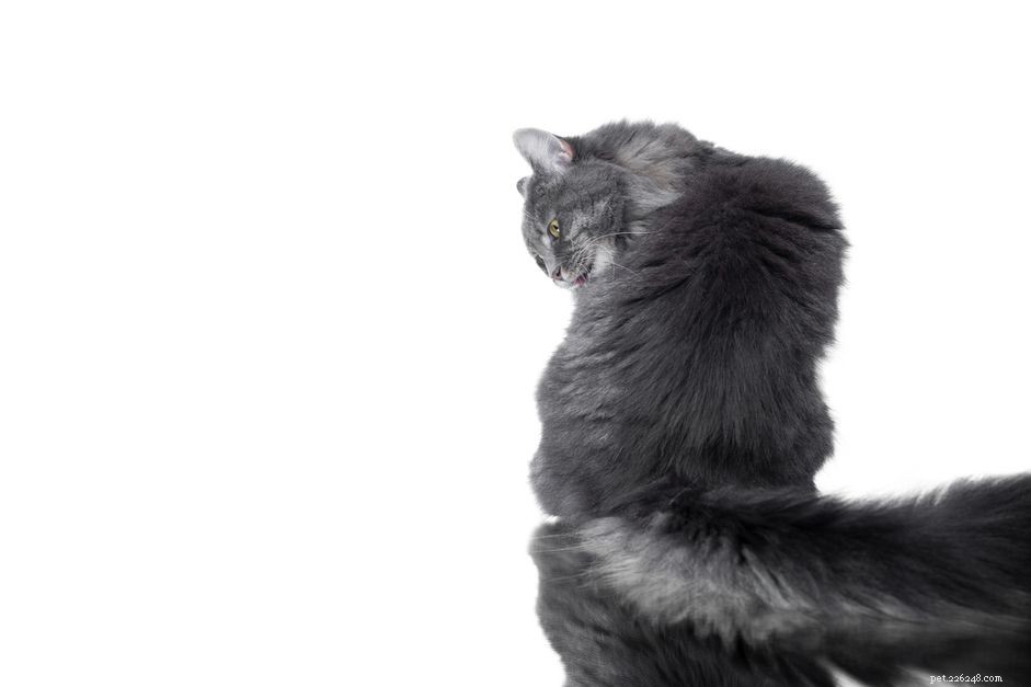 Understanding Feline Hyperesthesia Syndrome: Recognize Symptoms & Effective Care