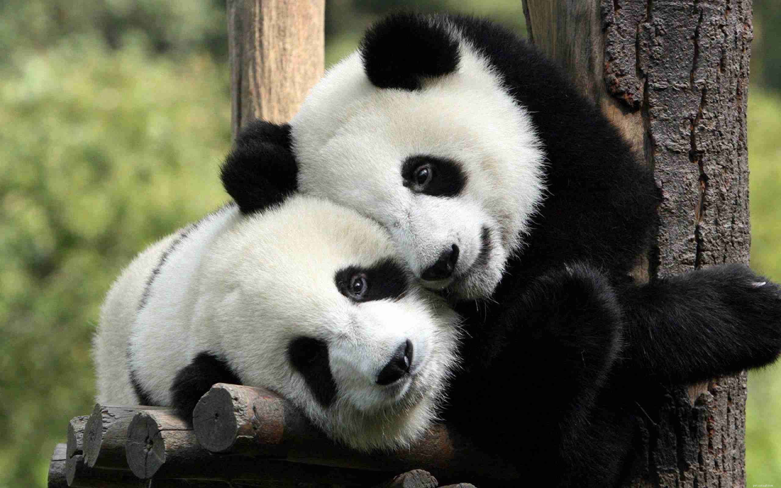 Top 9 Animal Charities You Can Trust to Make a Difference