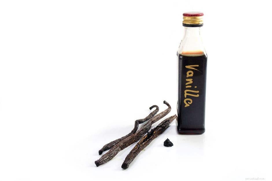 Can Dogs Safely Eat Vanilla? Expert Guide & Health Tips