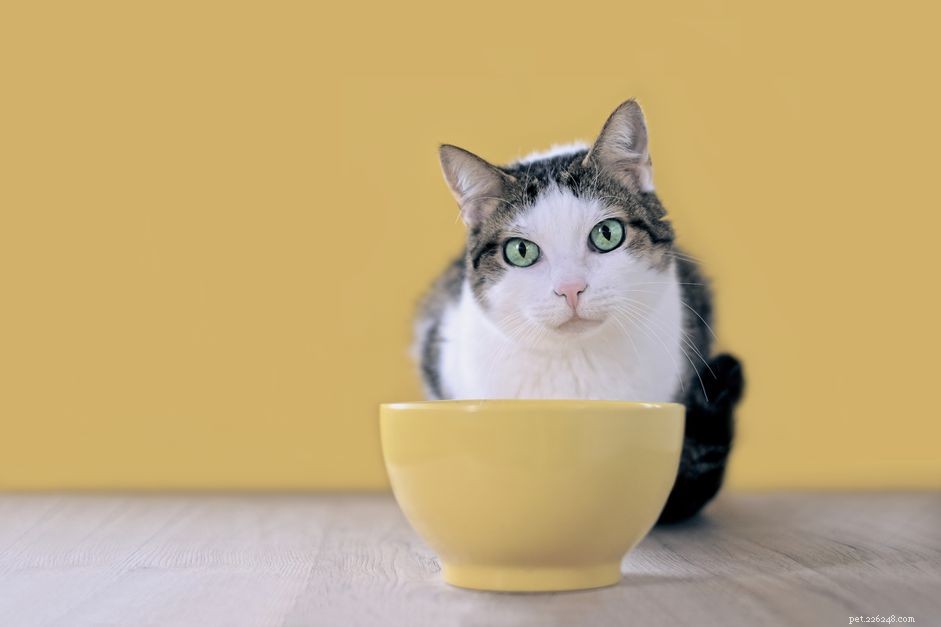 Cat Inflammatory Bowel Disease: Causes, Symptoms & Treatment