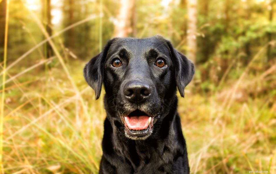 70 Charming Names for Your New Black Labrador Retriever