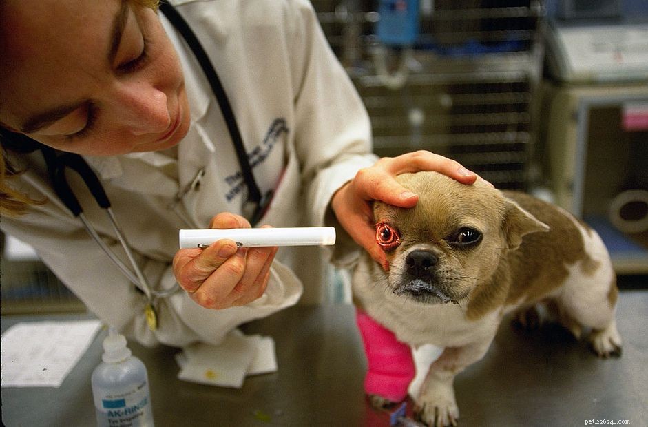 Immediate Steps to Take When Your Dog Is Hit by a Car