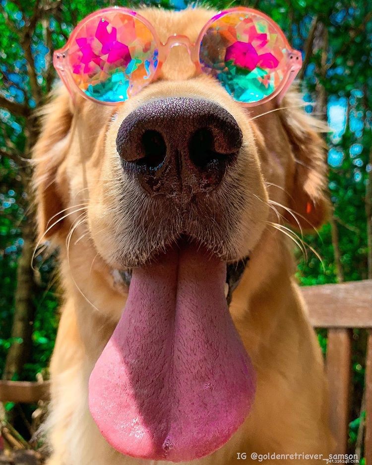 9 Must-Follow Golden Retrievers for Tucker Budzyn Fans
