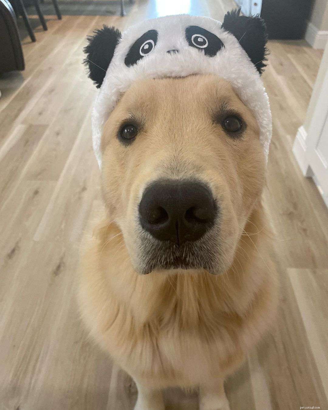 9 Must-Follow Golden Retrievers for Tucker Budzyn Fans