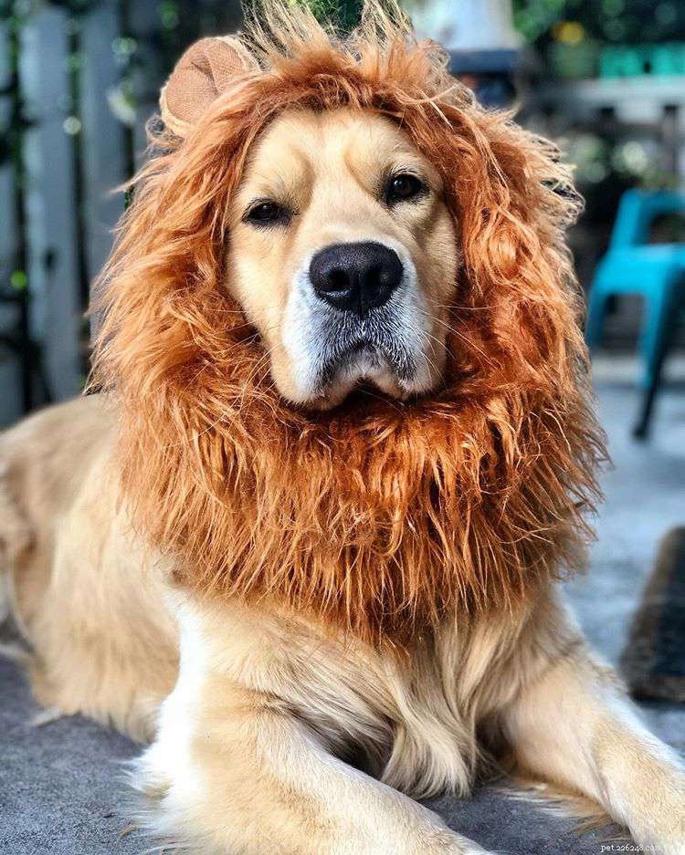9 Must-Follow Golden Retrievers for Tucker Budzyn Fans