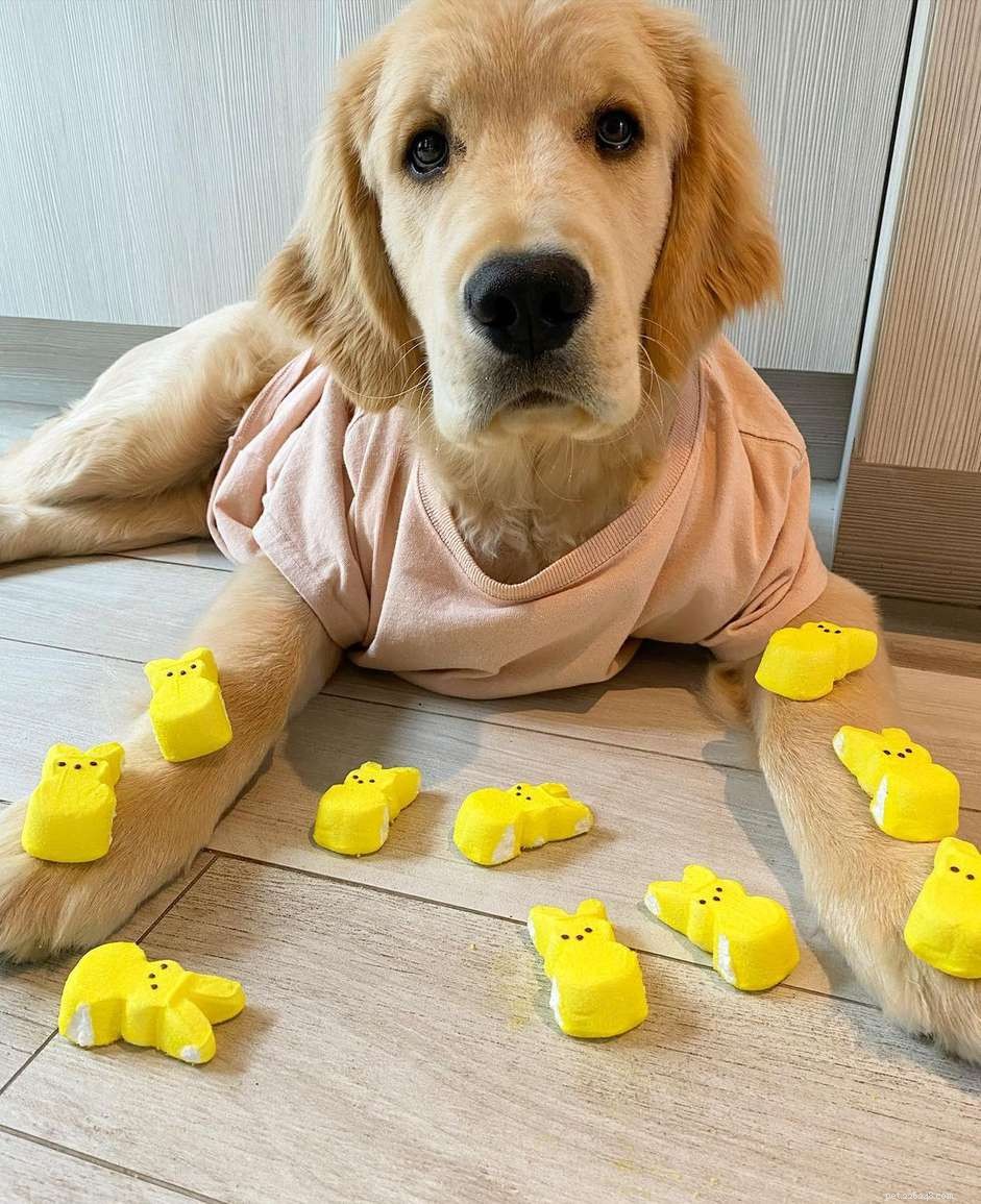 9 Must-Follow Golden Retrievers for Tucker Budzyn Fans