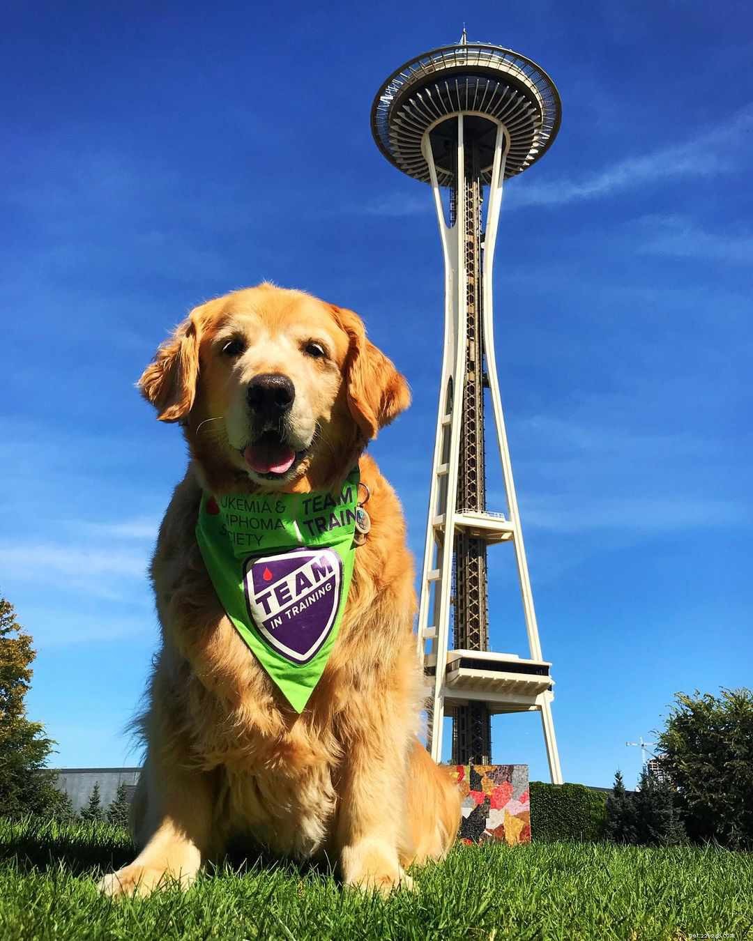 9 Must-Follow Golden Retrievers for Tucker Budzyn Fans