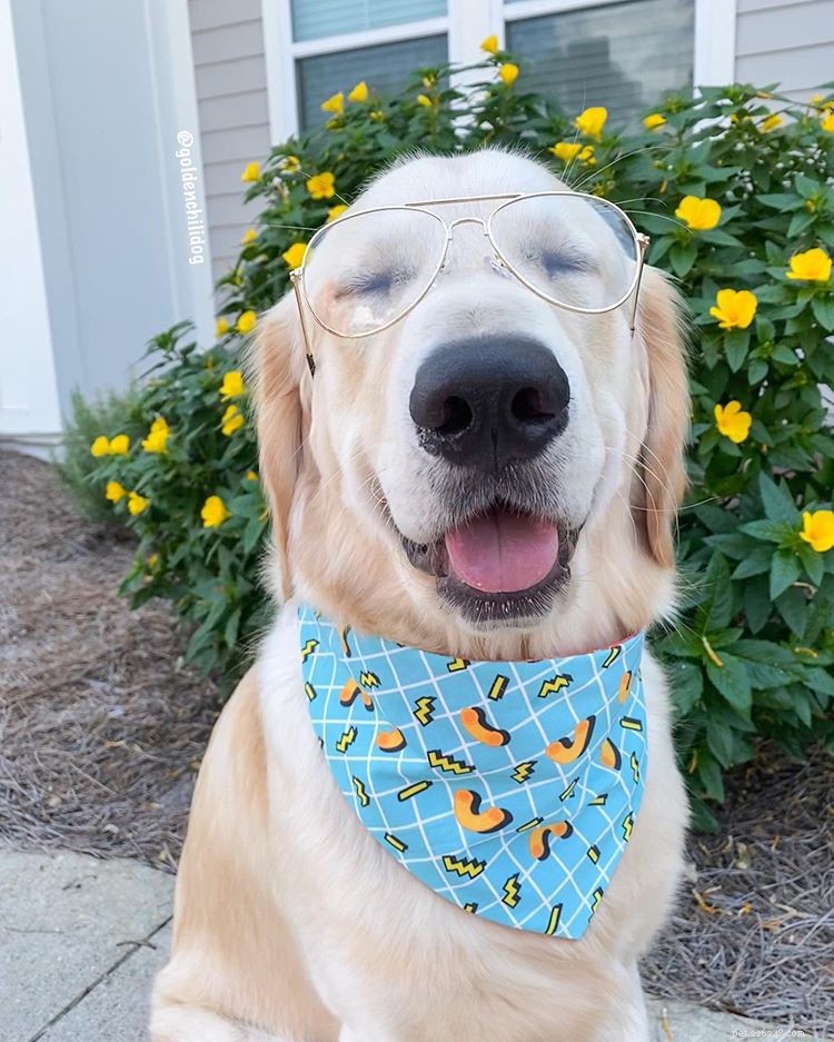 9 Must-Follow Golden Retrievers for Tucker Budzyn Fans