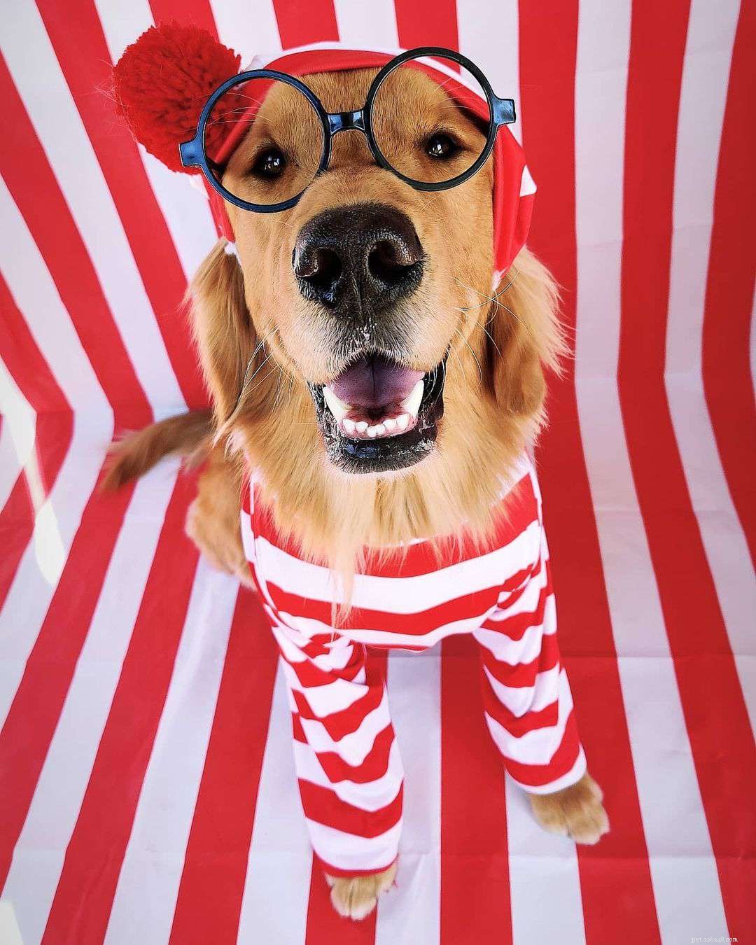 9 Must-Follow Golden Retrievers for Tucker Budzyn Fans