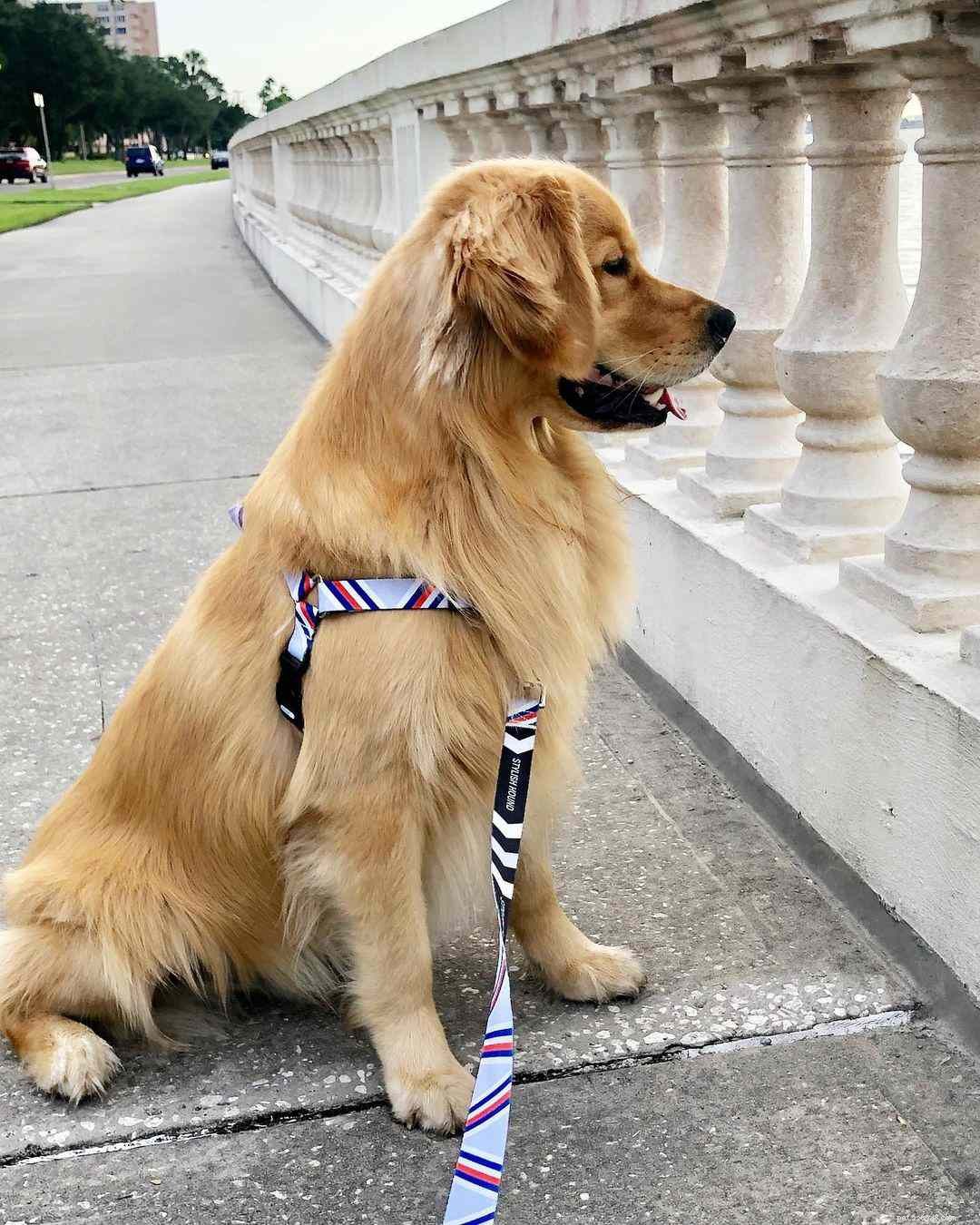 9 Must-Follow Golden Retrievers for Tucker Budzyn Fans
