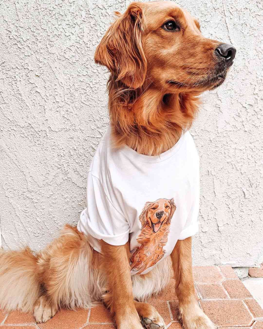 9 Must-Follow Golden Retrievers for Tucker Budzyn Fans