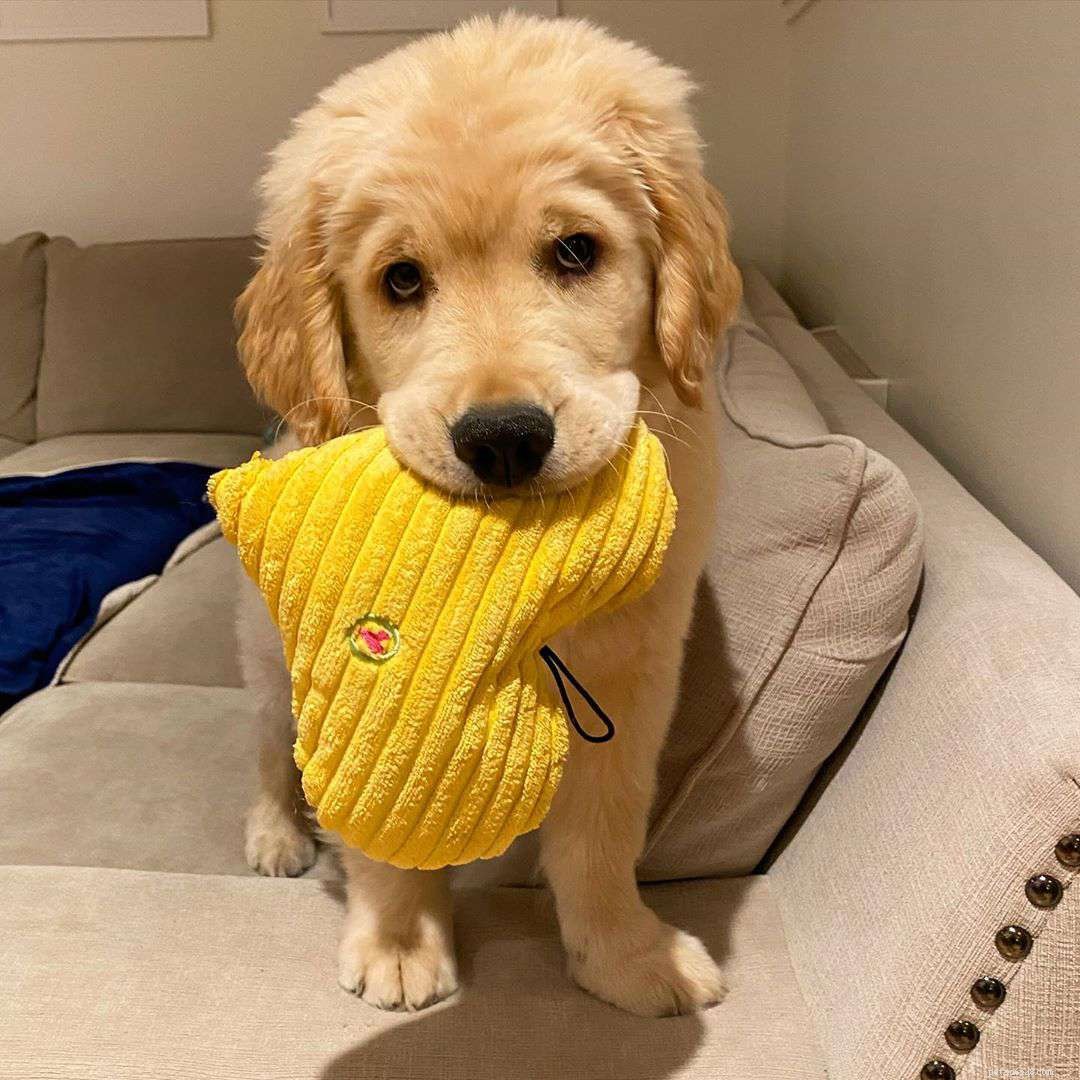 9 Must-Follow Golden Retrievers for Tucker Budzyn Fans