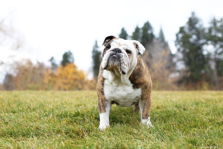 47 Classic British Dog Names: A Trusted Guide for New Pet Owners