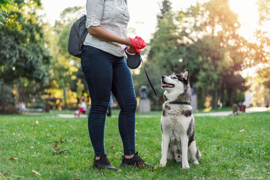 6 Expert Tips to Make Dog Waste Cleanup Easier