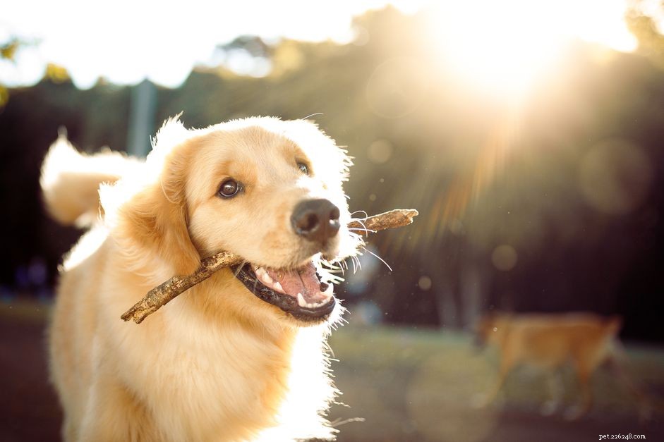 Top 40 Movie-Inspired Dog Names to Impress & Delight