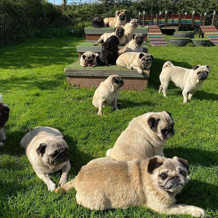 Explore 9 Must‑Follow Pugs After Doug the Pug