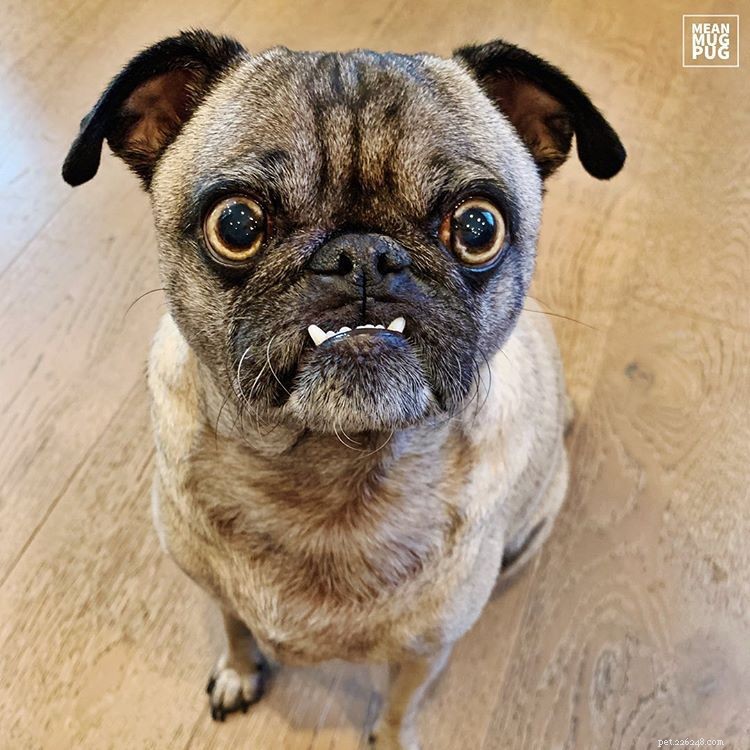 Explore 9 Must‑Follow Pugs After Doug the Pug