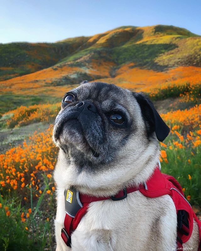 Explore 9 Must‑Follow Pugs After Doug the Pug