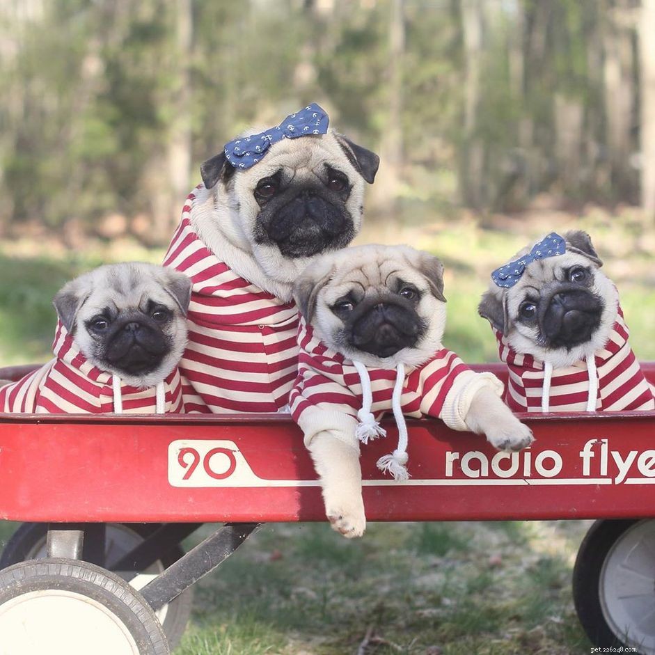 Explore 9 Must‑Follow Pugs After Doug the Pug