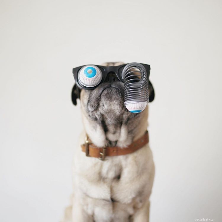 Explore 9 Must‑Follow Pugs After Doug the Pug