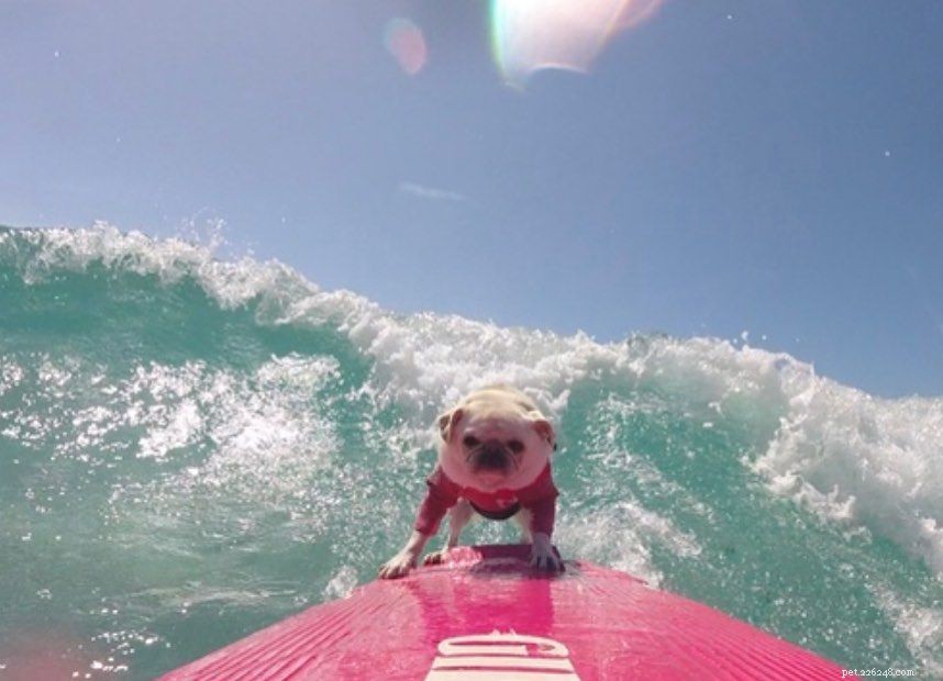 Explore 9 Must‑Follow Pugs After Doug the Pug