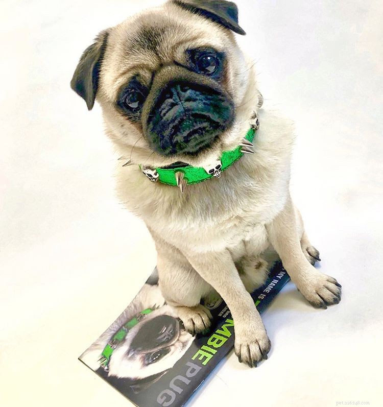 Explore 9 Must‑Follow Pugs After Doug the Pug