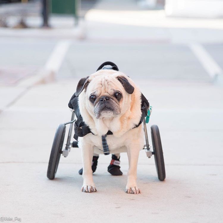 Explore 9 Must‑Follow Pugs After Doug the Pug