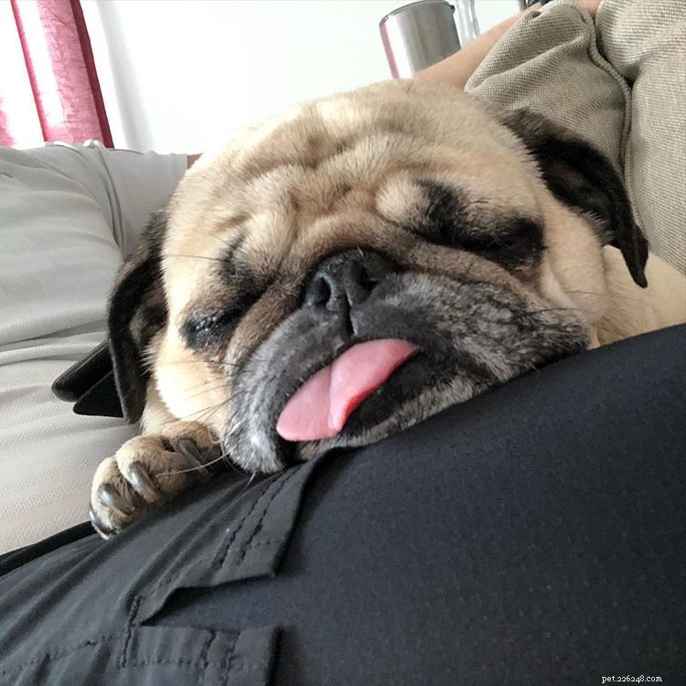 Explore 9 Must‑Follow Pugs After Doug the Pug