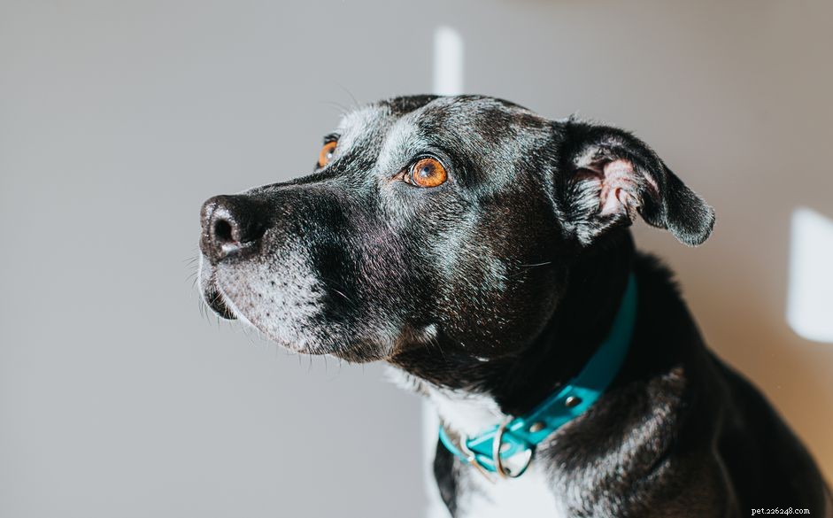 Understanding Lenticular Sclerosis in Dogs: Causes, Symptoms, and Veterinary Guidance