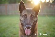 125 Top Female Dog Names: Sweet, Unique, and Trending Picks