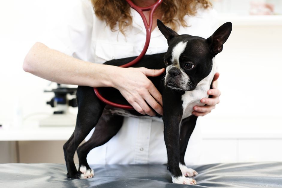 Understanding Congestive Heart Failure in Dogs: Symptoms, Diagnosis, and Treatment